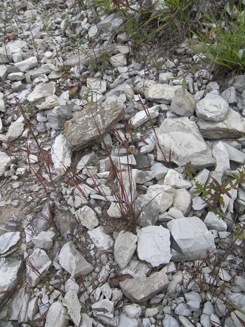 Image of Panicum dichotomiflorum specimen.