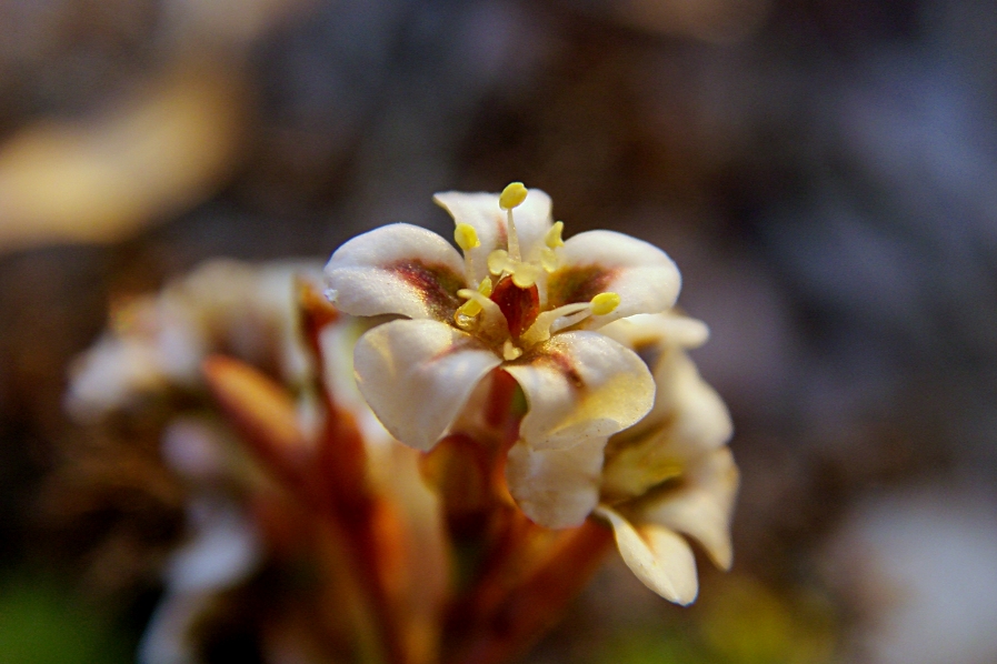 Image of genus Polygonum specimen.