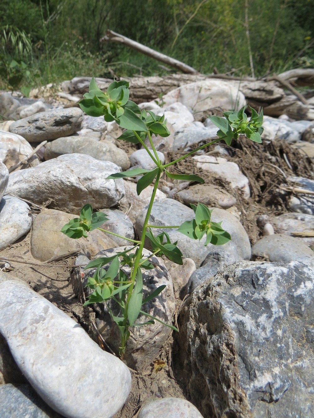 Image of Euphorbia falcata specimen.