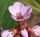 Bergenia crassifolia