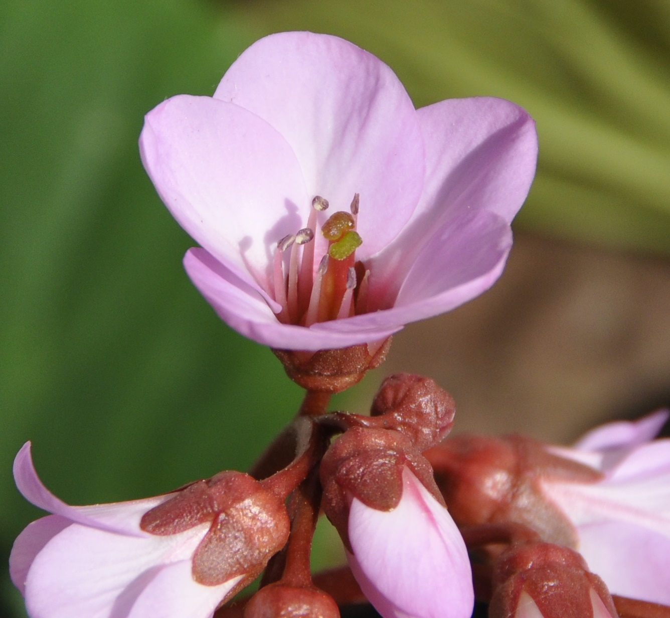 Image of Bergenia crassifolia specimen.