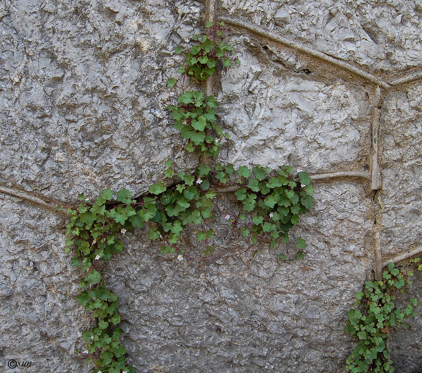 Изображение особи Cymbalaria muralis.