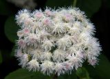 Ageratum houstonianum. Соцветия. Владивосток, Ботанический сад. 12.09.2016.