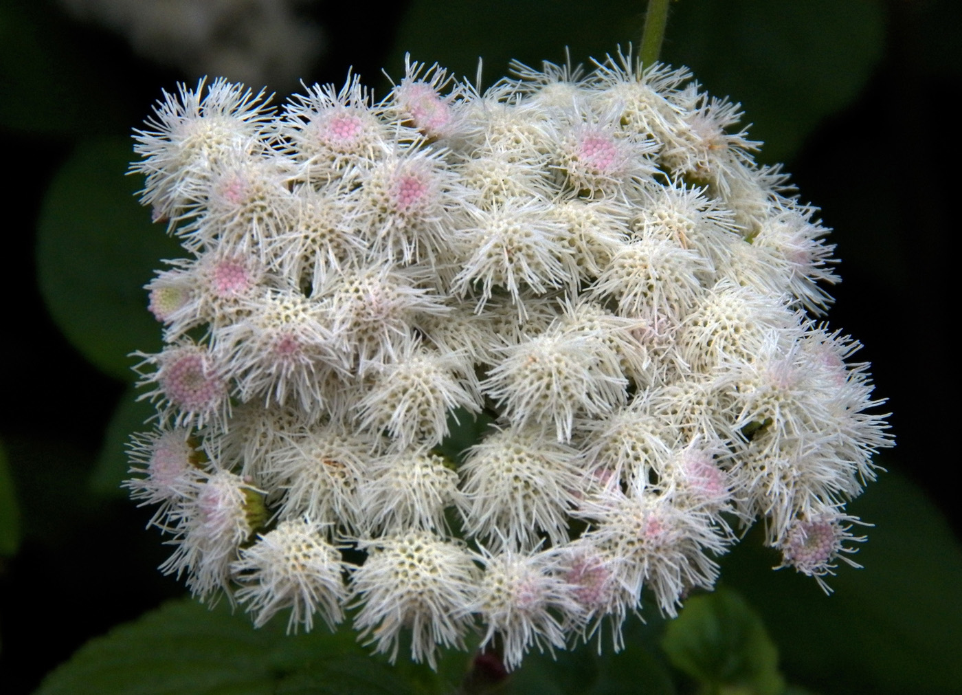 Image of Ageratum houstonianum specimen.