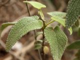 Phlomis viscosa. Молодая веточка старого куста. Израиль, окр. г. Модиин, кипарисово-сосновый лес на каменистой почве (на элювии доломитизированных известняков). 12.02.2011.