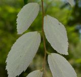 Luehea divaricata