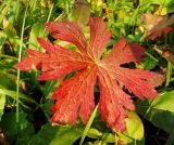 Geranium sylvaticum. Лист в осенней окраске. Пермский край, Добрянский р-н, недалеко от ст. Ярино, поляна. 5 октября 2016 г.