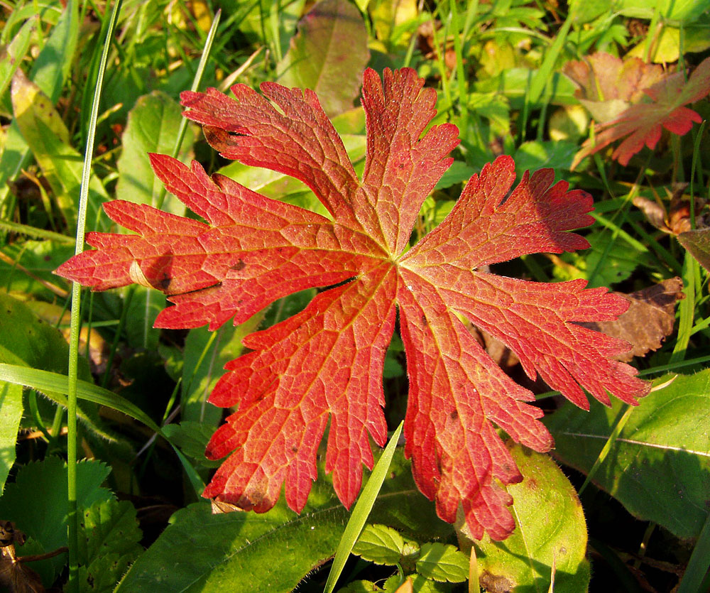 Изображение особи Geranium sylvaticum.