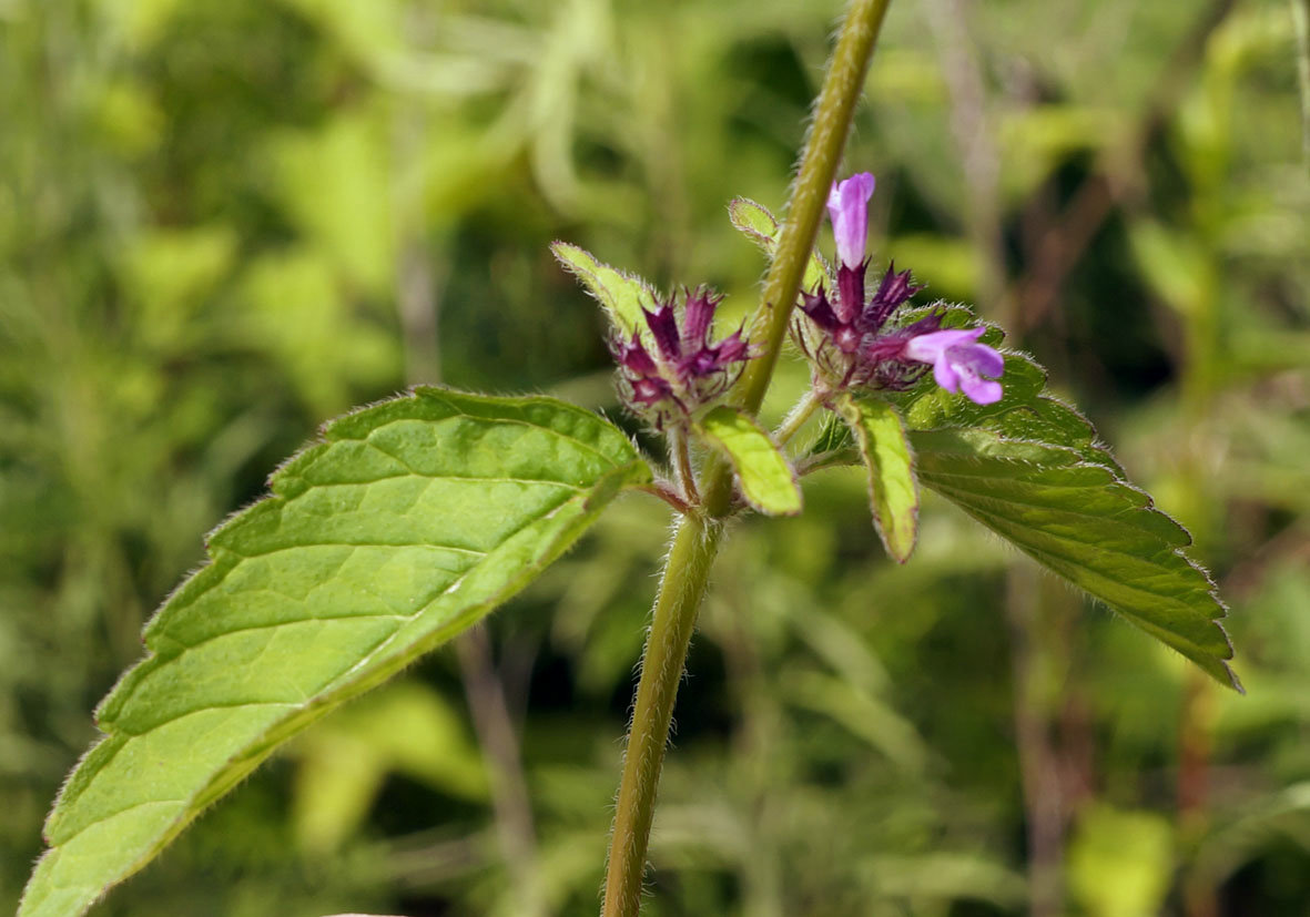 Image of Clinopodium chinense specimen.