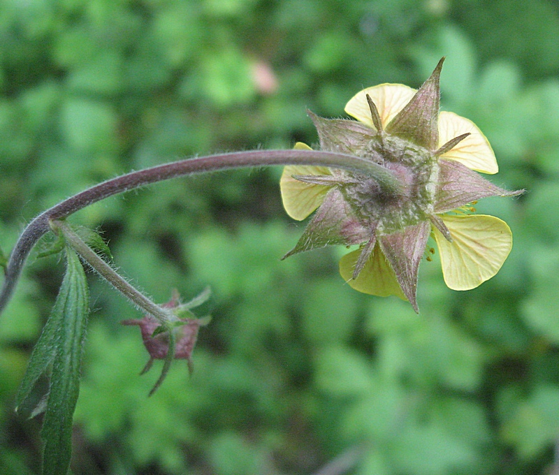 Image of Geum &times; intermedium specimen.