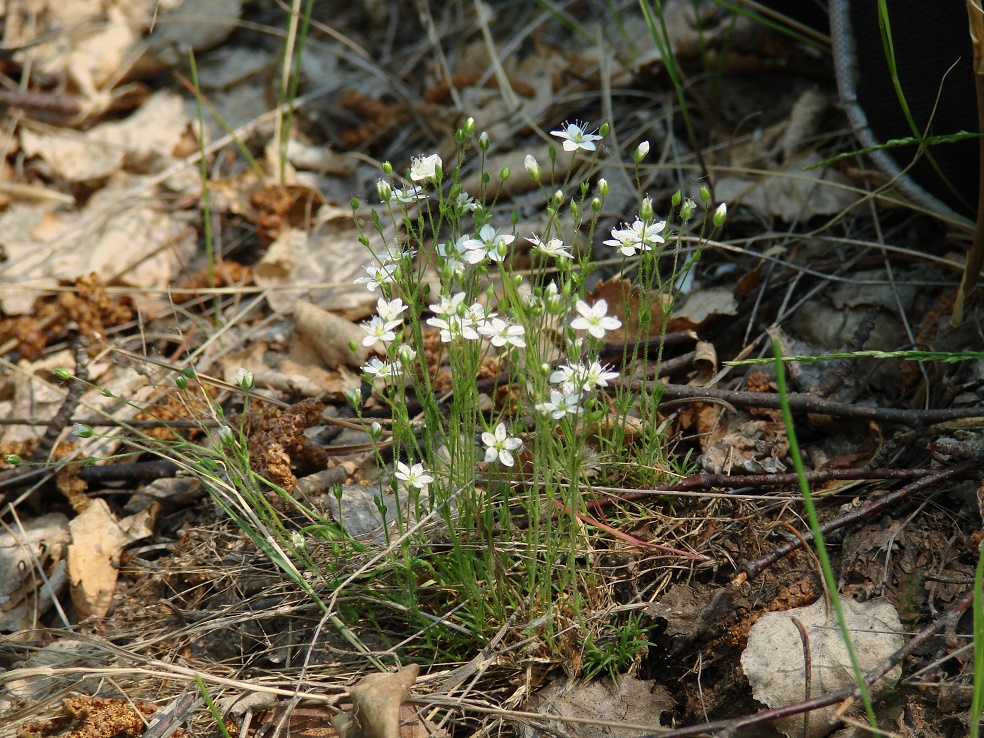 Изображение особи Minuartia uralensis.