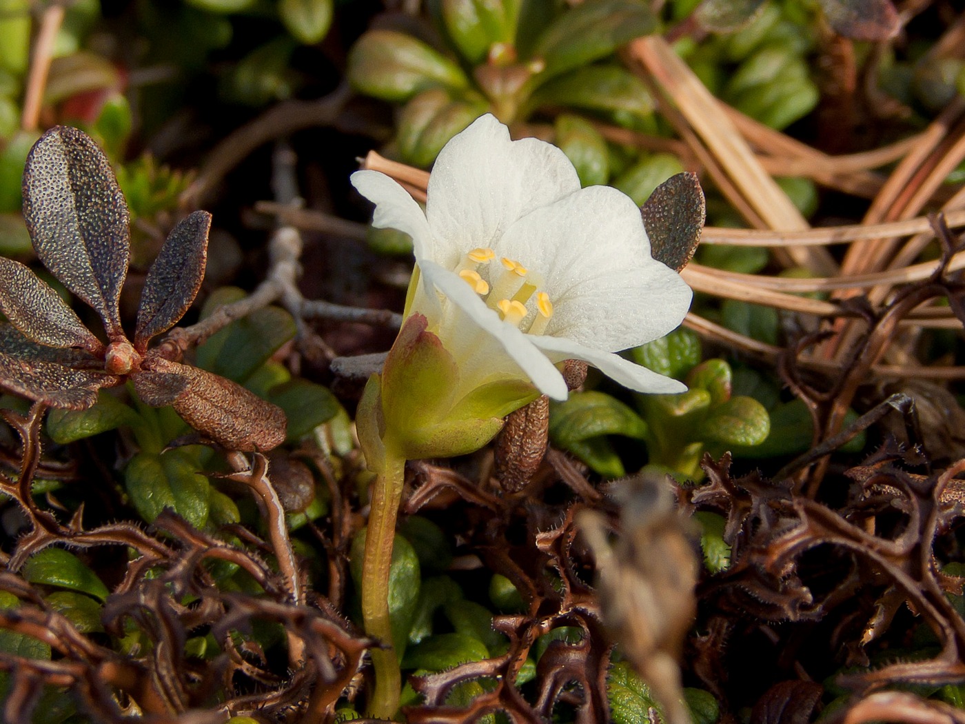 Изображение особи Diapensia obovata.