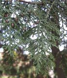 Platycladus orientalis. Ветви cо стробилами. Крым, Симферополь, ботсад университета. 2 ноября 2008 г.