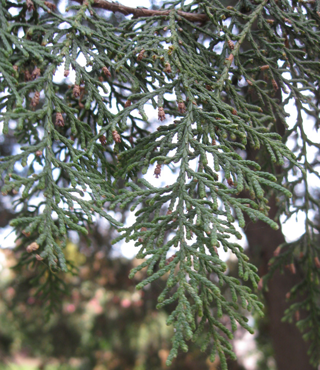 Image of Platycladus orientalis specimen.