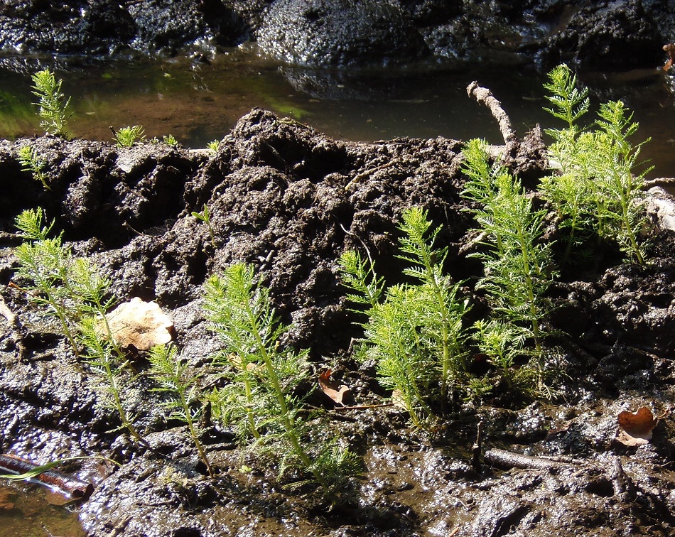 Изображение особи Myriophyllum verticillatum.