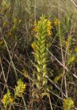 Orthanthella lutea