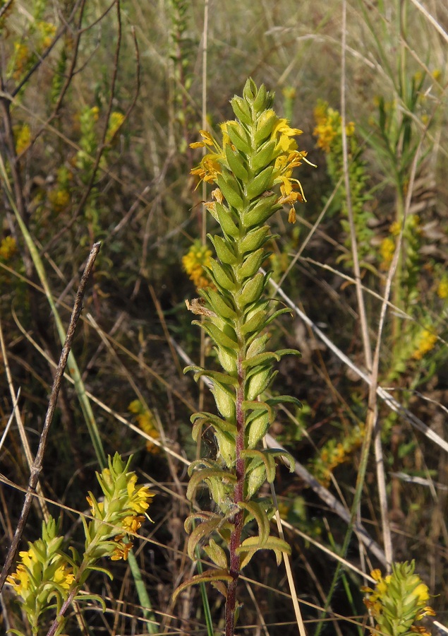 Изображение особи Orthanthella lutea.