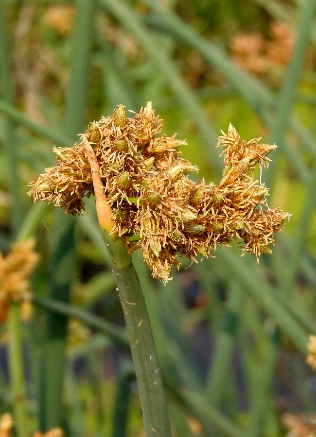 Image of Schoenoplectus tabernaemontani specimen.