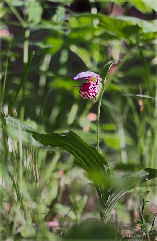 Image of Cypripedium guttatum specimen.