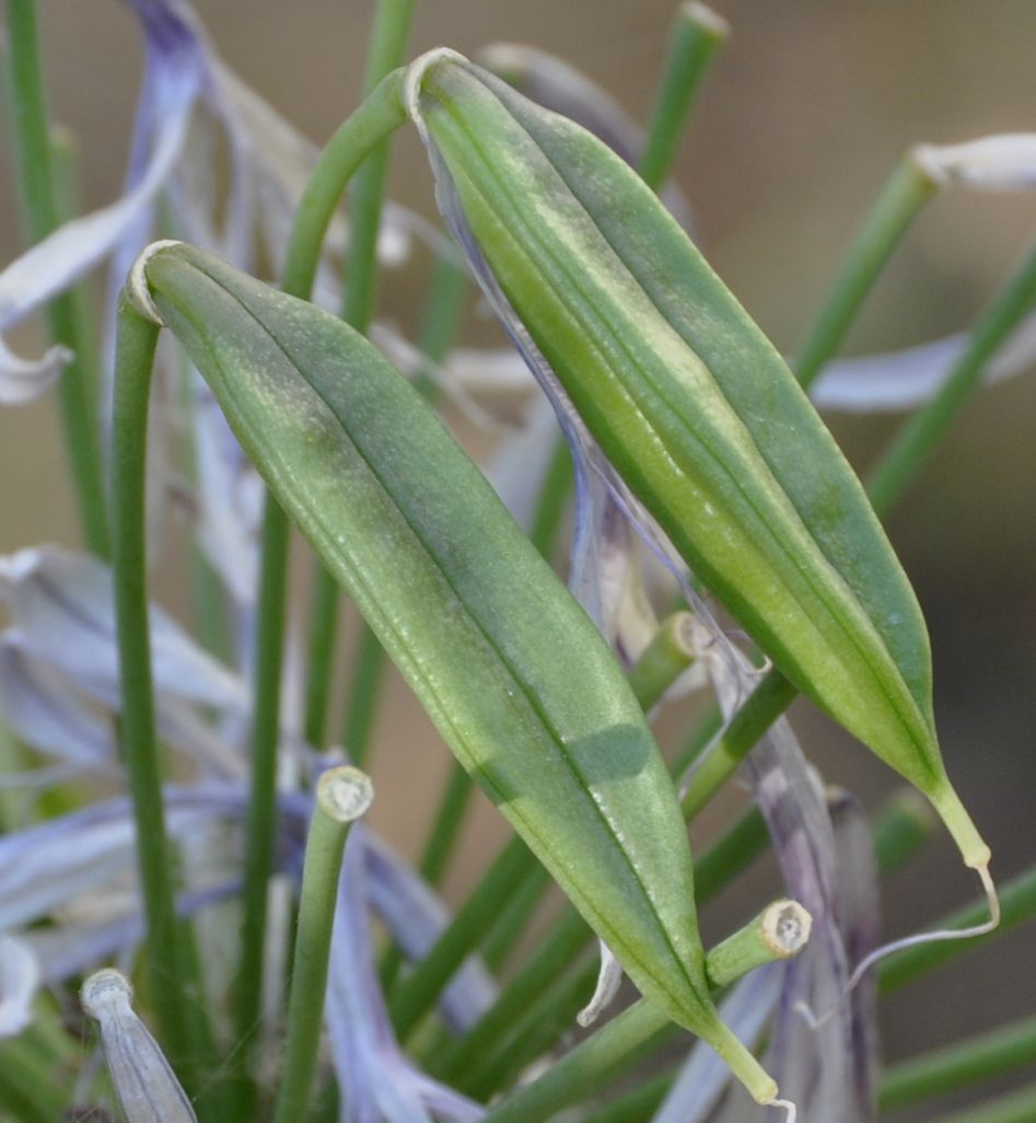 Изображение особи Agapanthus africanus.