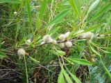 Amygdalus nana. Ветвь с завязавшимися плодами. Пензенская обл., Лунинский р-н, окр. с. Ферлюдинка, открытый склон к р. Шукша. 19 июня 2015 г.