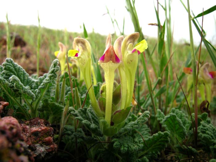 Image of Scutellaria subcaespitosa specimen.
