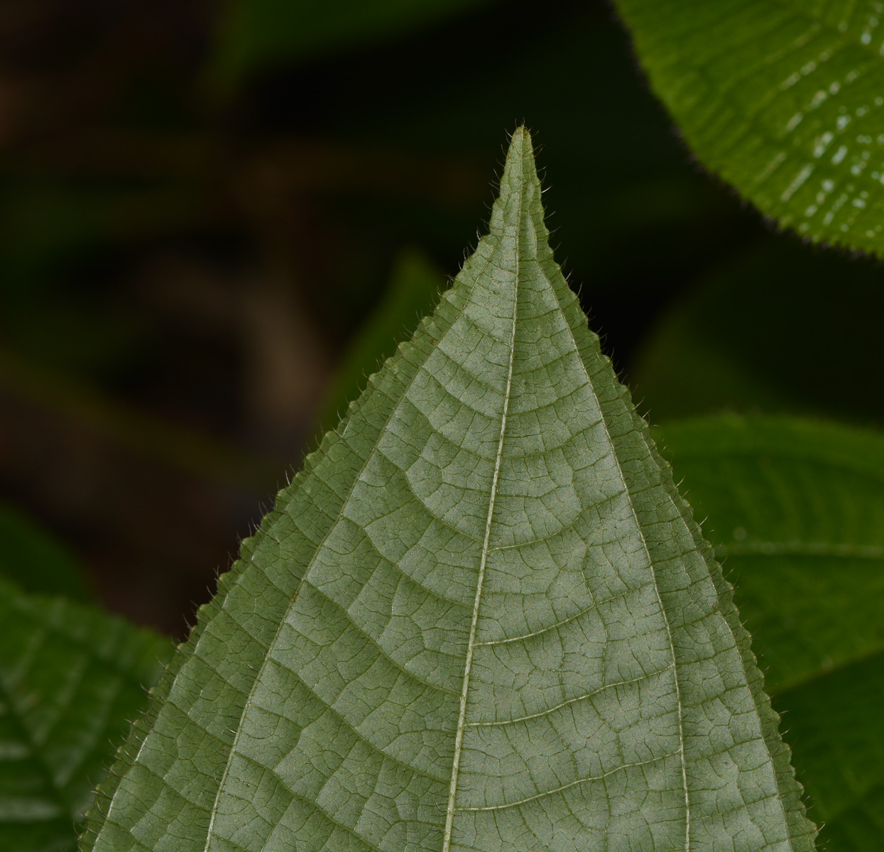 Image of Miconia crenata specimen.