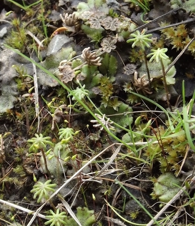 Изображение особи Marchantia latifolia.