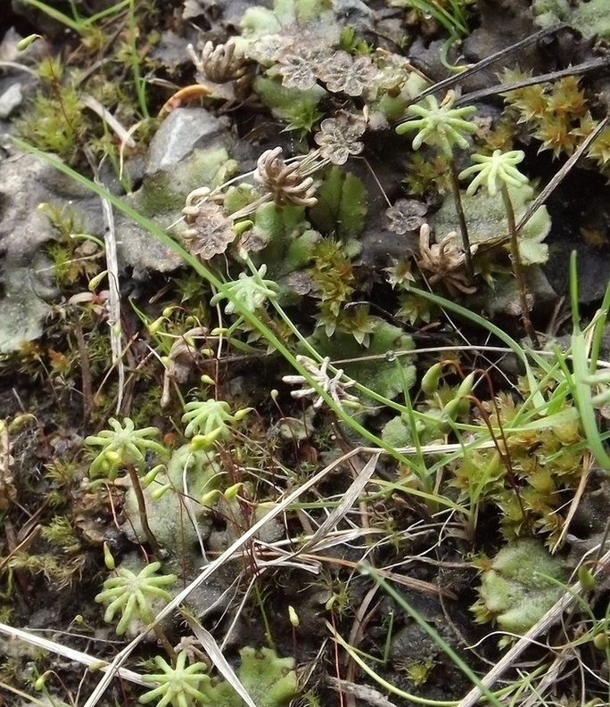 Image of Marchantia latifolia specimen.