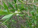 Myoporum acuminatum