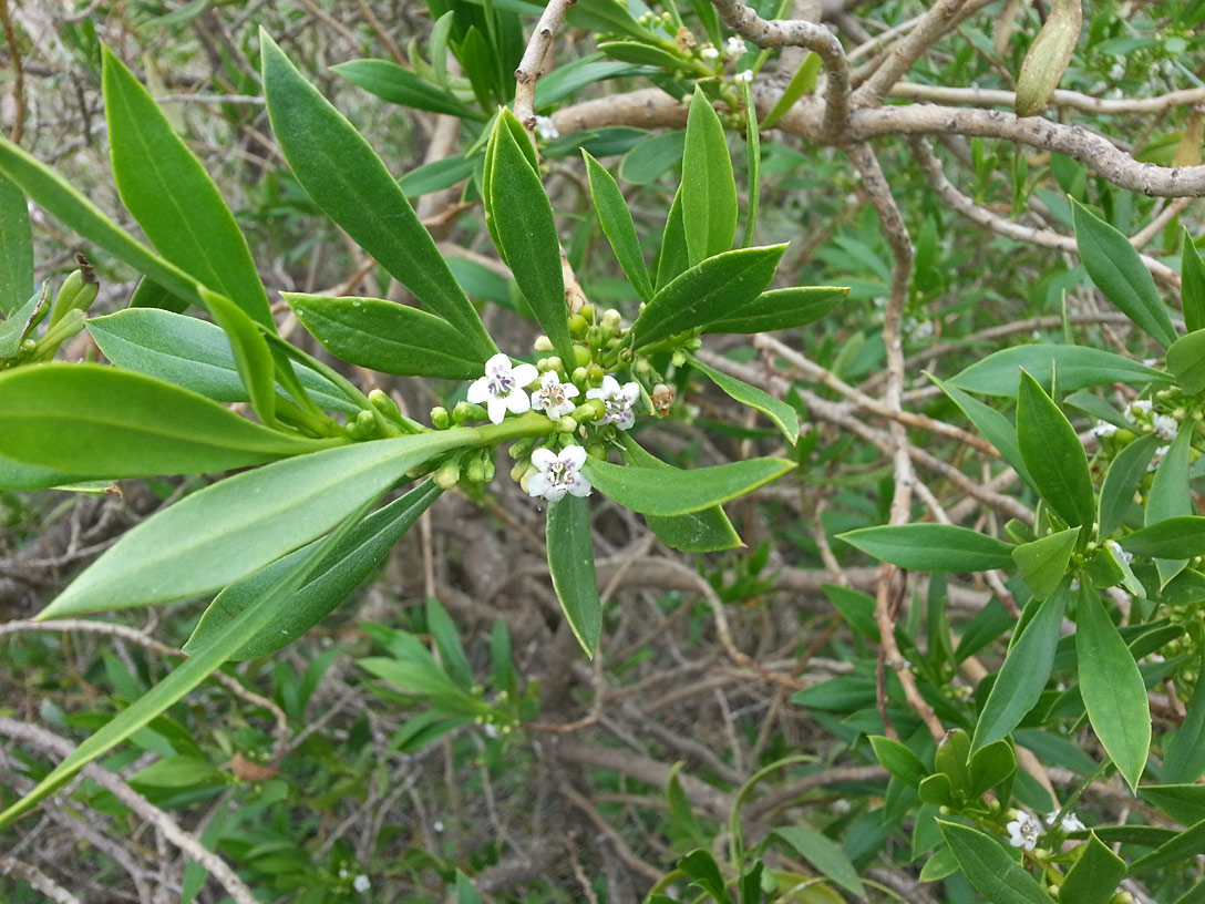 Изображение особи Myoporum acuminatum.