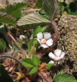 Potentilla micrantha. Цветки, листья и части побегов. Краснодарский край, Туапсинский р-н, гора Индюк, буково-каштановый лес на юго-западном склоне горы, между камнями, выс. ≈ 800 м н.у.м. 01.04.2017.