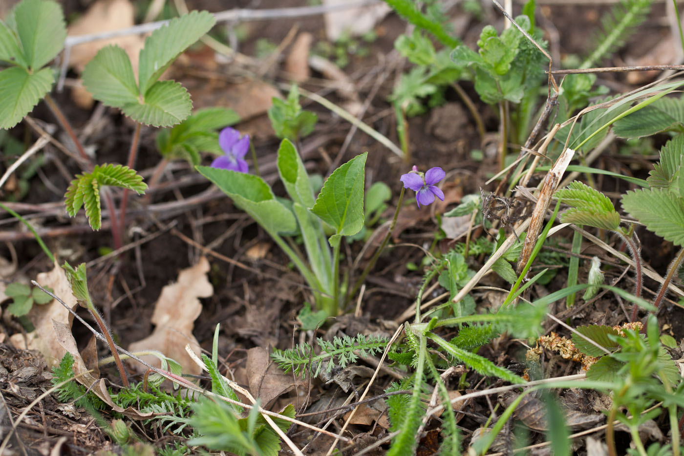 Image of Viola collina specimen.