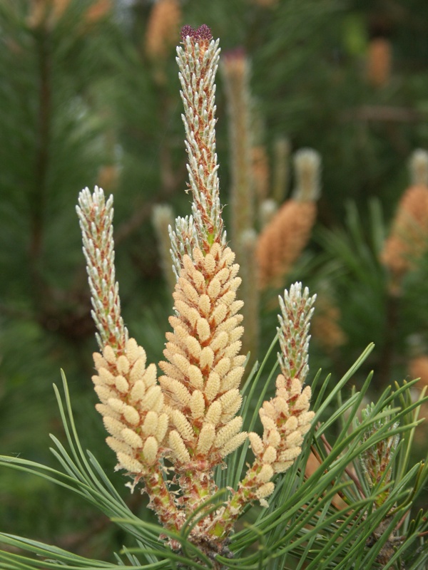 Image of Pinus mugo specimen.