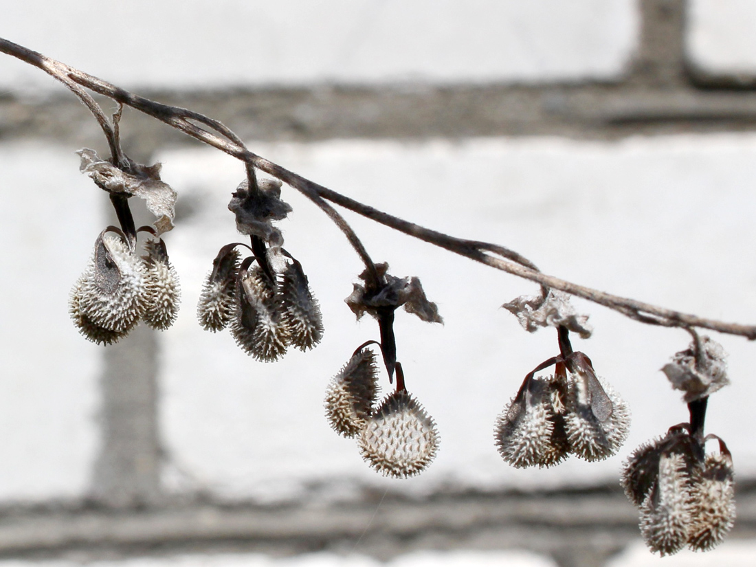 Изображение особи Cynoglossum officinale.