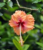 Hibiscus rosa-sinensis. Цветок. Малайзия, Куала-Лумпур, в культуре. 13.05.2017.