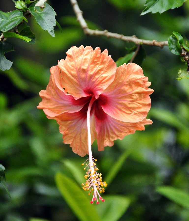 Изображение особи Hibiscus rosa-sinensis.