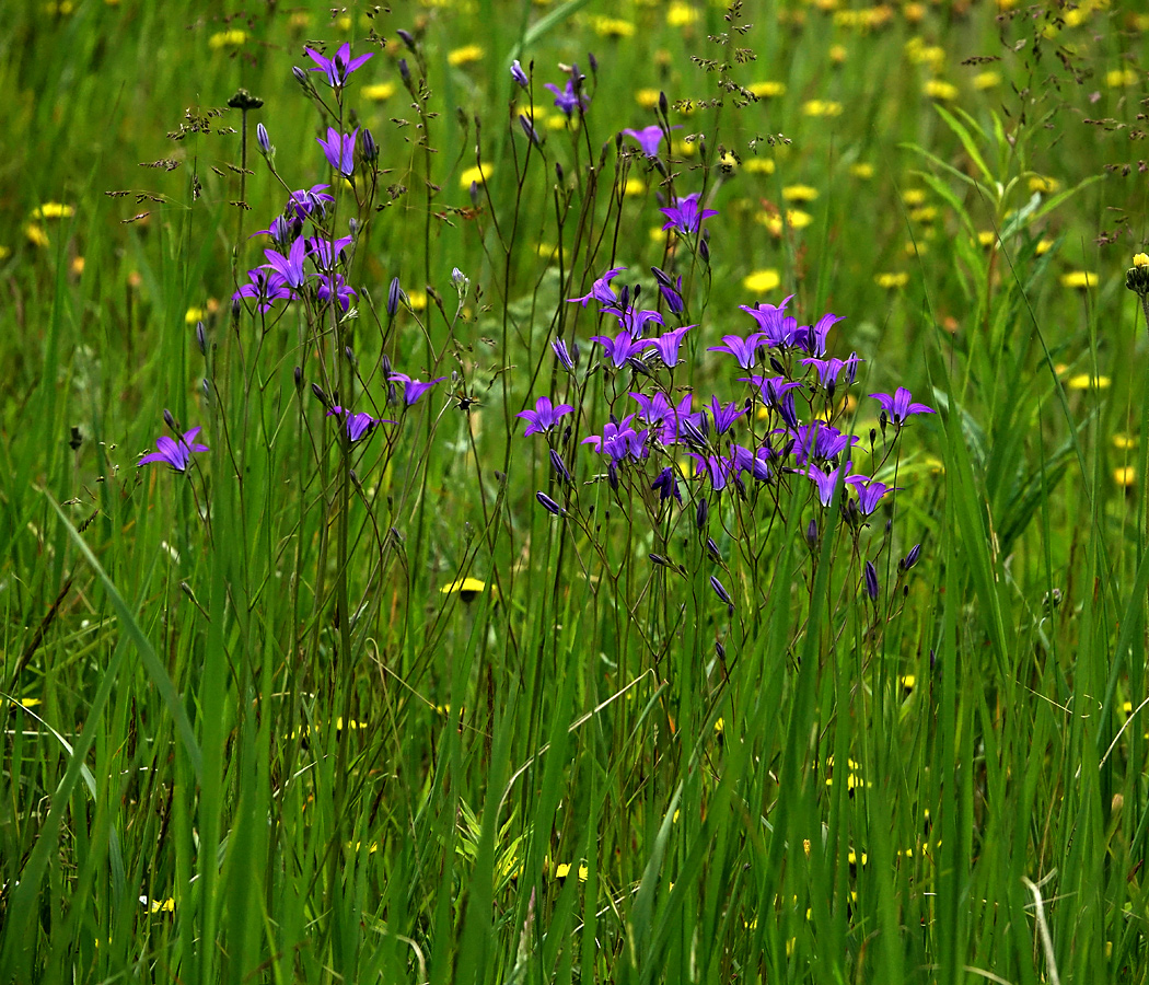Image of Campanula patula specimen.