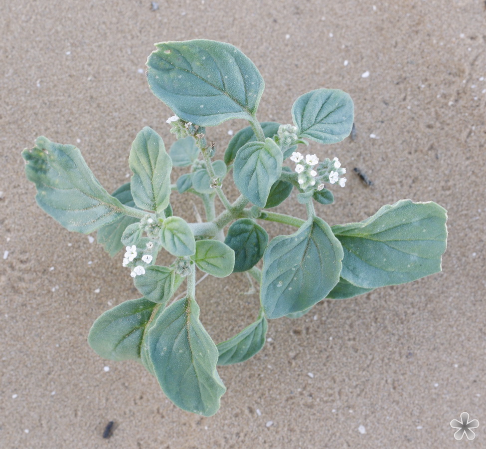 Image of genus Heliotropium specimen.