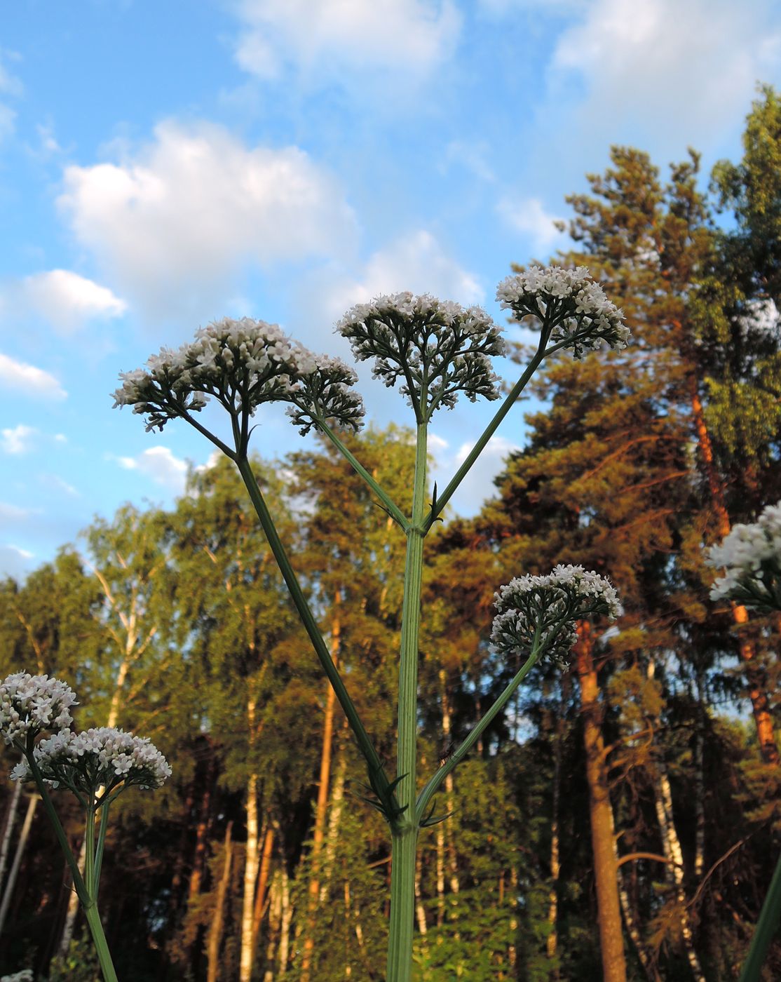 Image of Valeriana officinalis specimen.