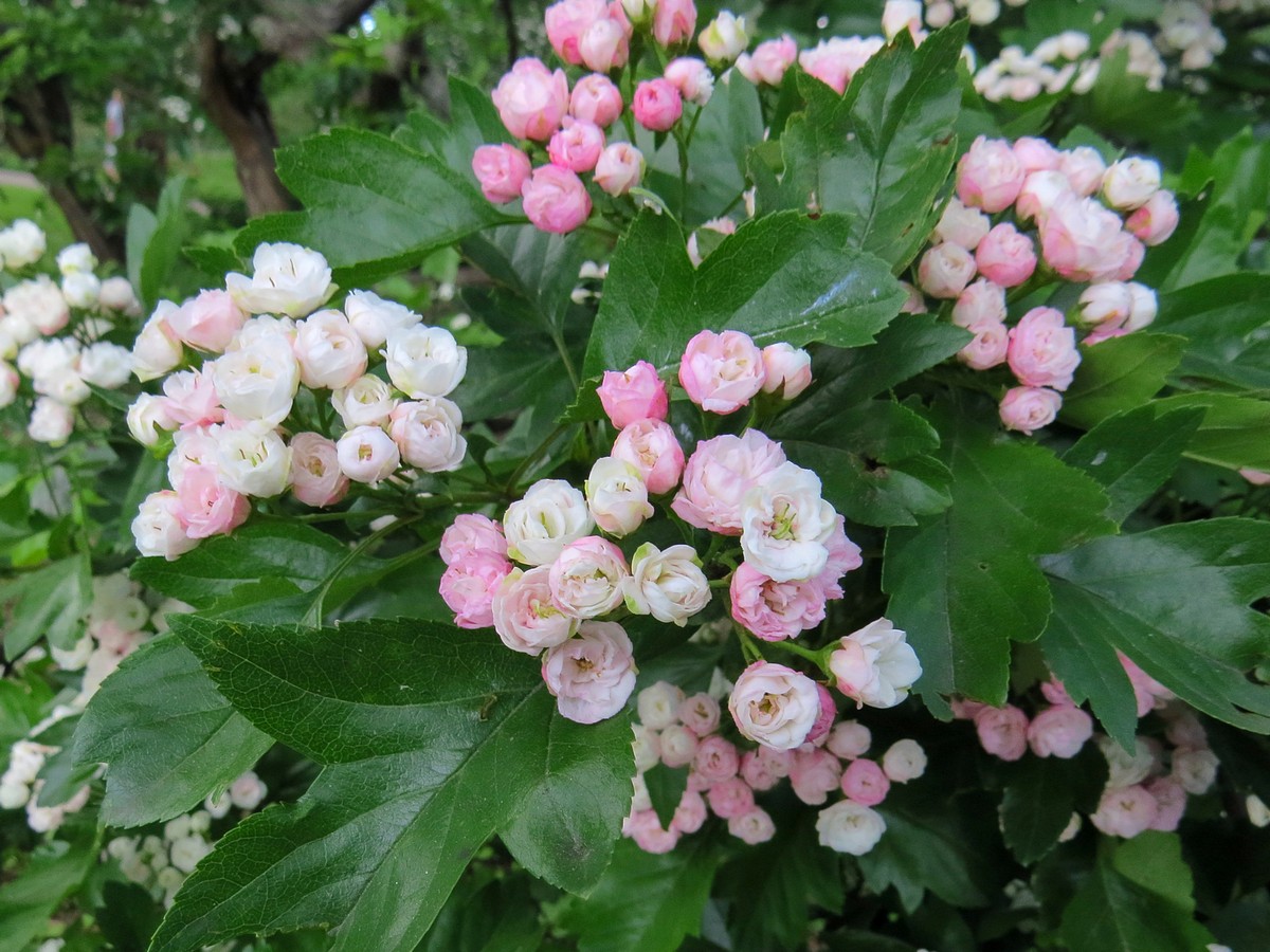 Image of genus Crataegus specimen.