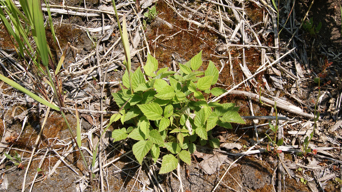 Изображение особи Rubus matsumuranus.