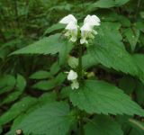 Lamium album