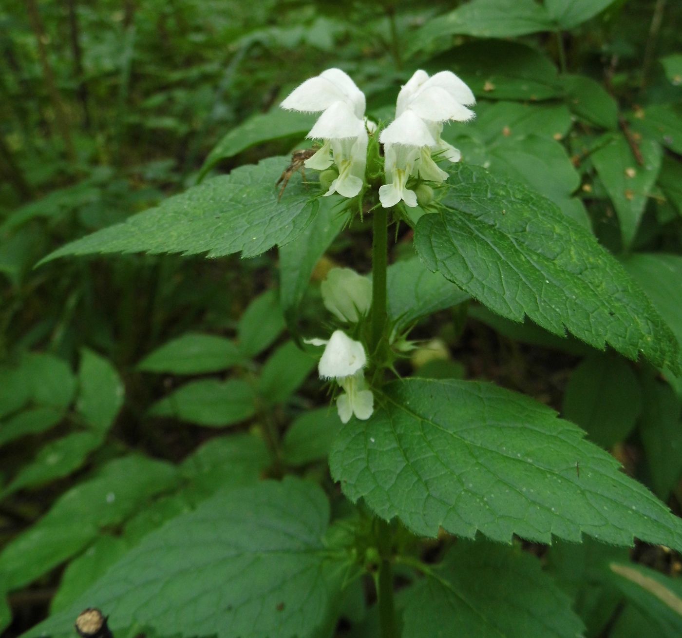 Image of Lamium album specimen.