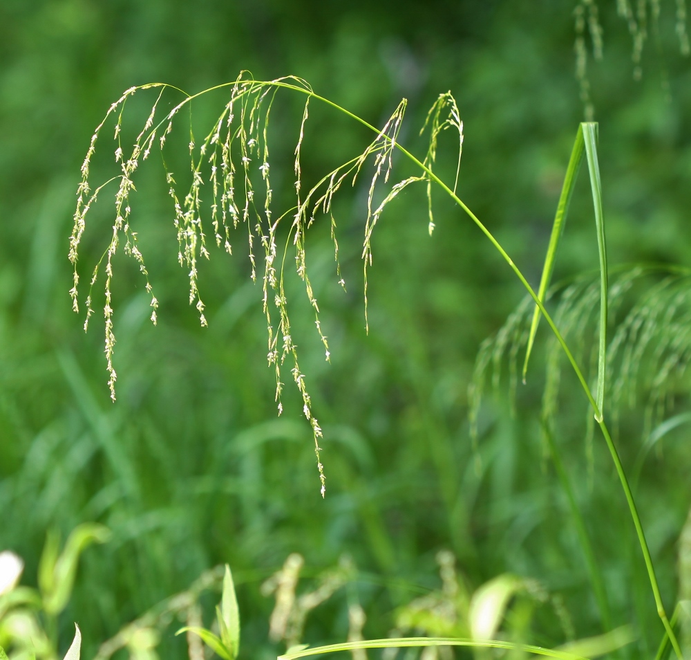 Image of Glyceria triflora specimen.