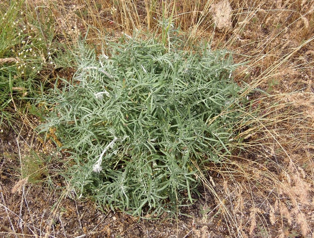 Image of Jurinea granitica specimen.