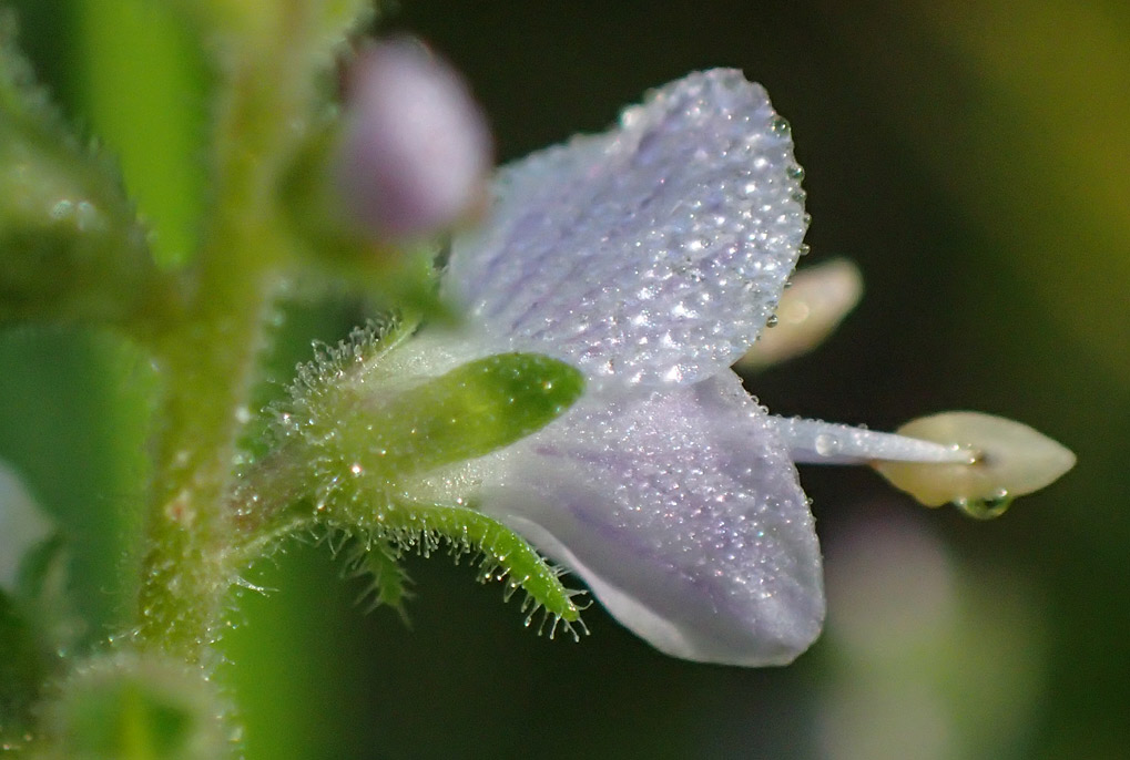 Image of Veronica officinalis specimen.