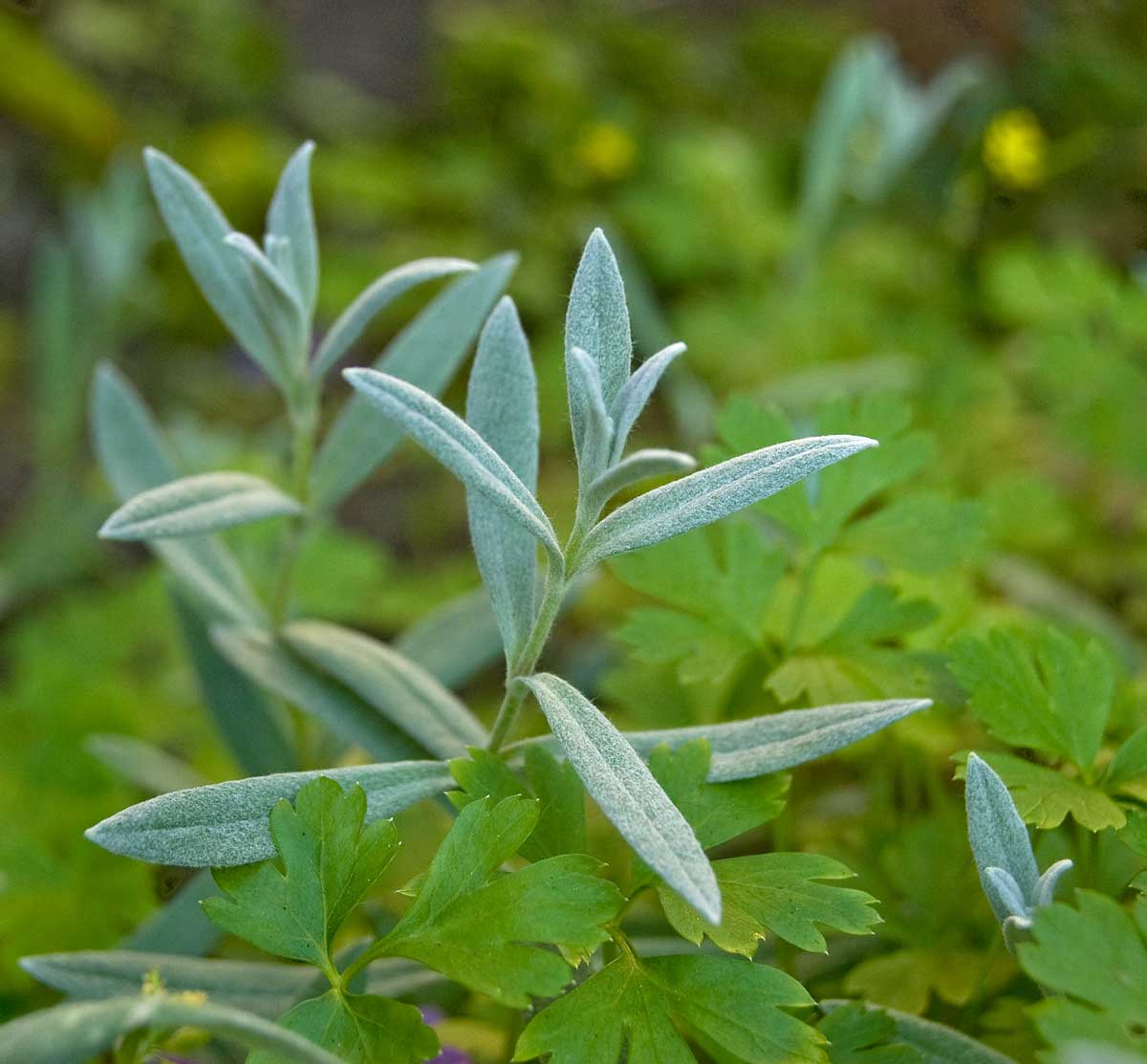 Изображение особи Cerastium tomentosum.