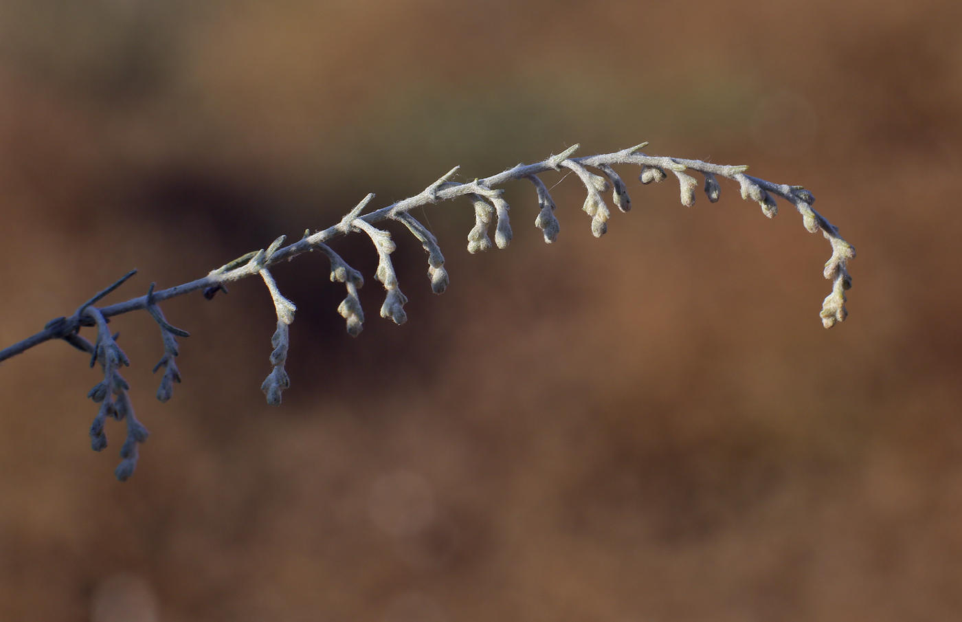 Изображение особи Artemisia santonicum.