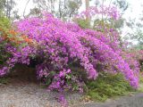 Bougainvillea glabra. Цветущее растение. Австралия, г. Брисбен, ботанический сад. 12.11.2017.